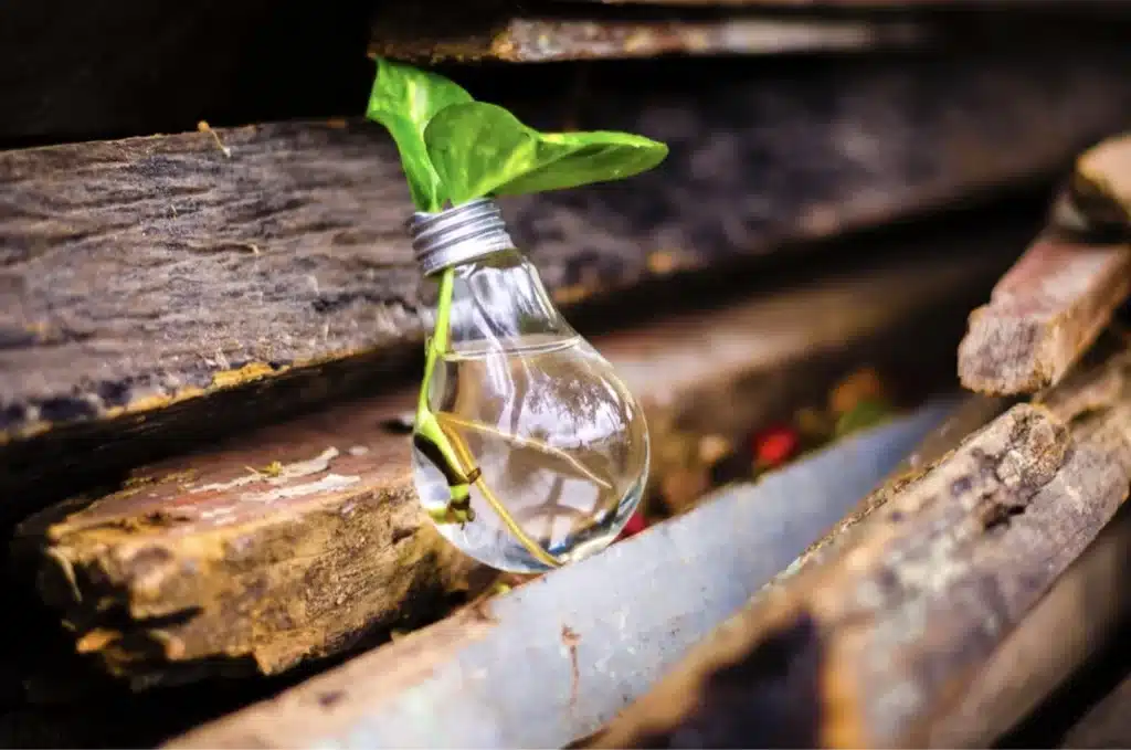 Planta verde crescendo dentro de uma lâmpada de vidro apoiada em madeira, simbolizando renovação e novas ideias.